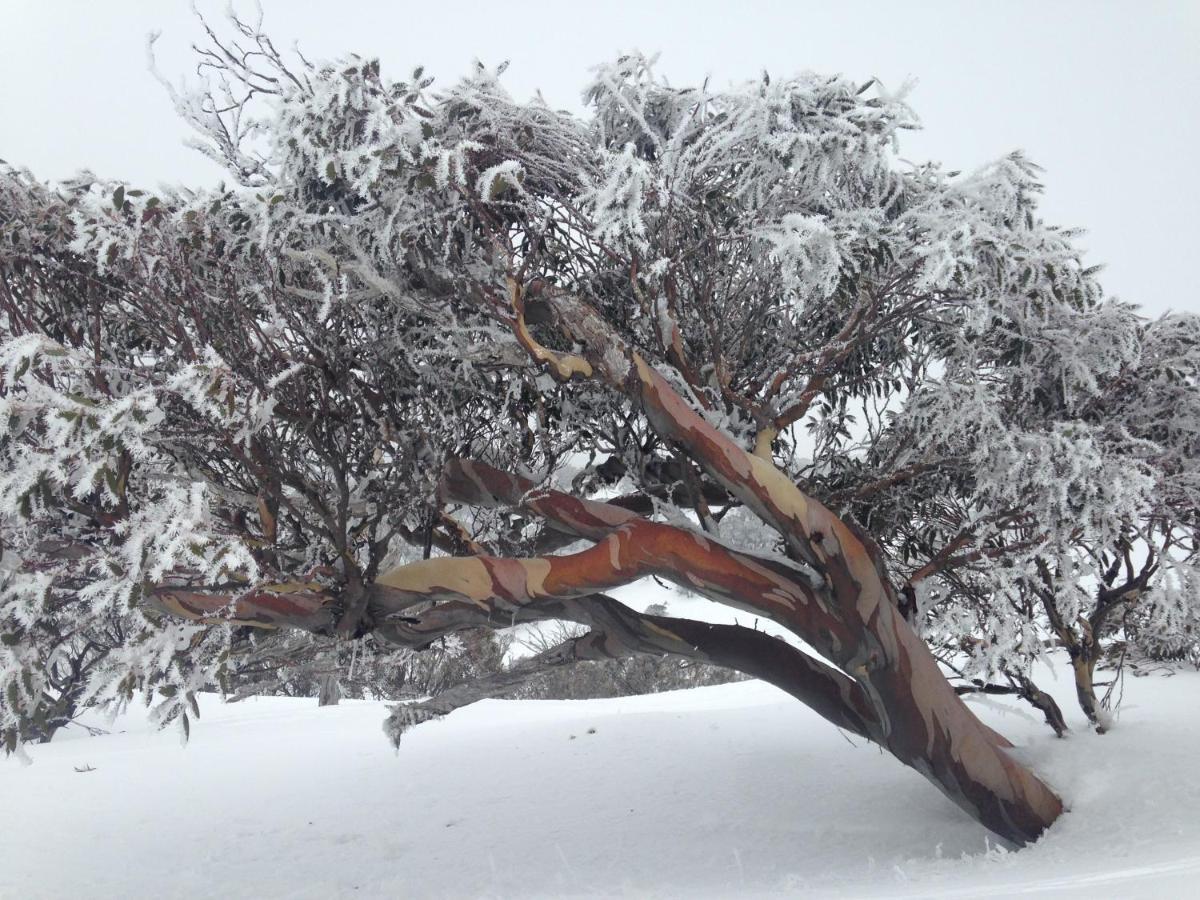 Swagman Chalet Perisher Valley Εξωτερικό φωτογραφία
